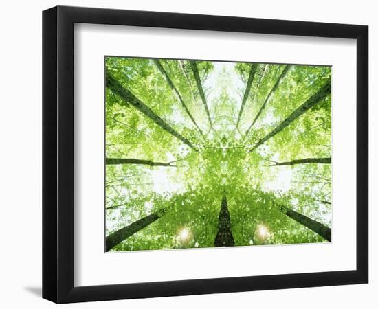 Trees in Forest Ascending-Robert Llewellyn-Framed Photographic Print