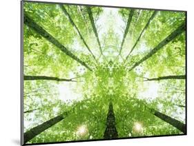 Trees in Forest Ascending-Robert Llewellyn-Mounted Photographic Print