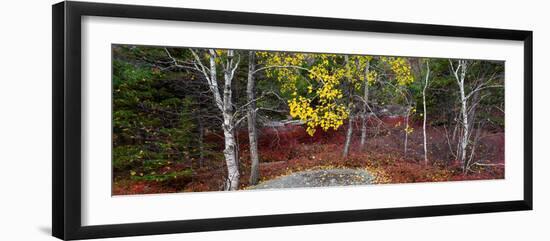 Trees in forest during autumn, Mount Desert Island, Acadia National Park, Hancock County, Maine...-null-Framed Photographic Print
