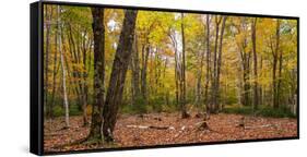 Trees in forest during autumn, Mount Desert Island, Acadia National Park, Hancock County, Maine...-null-Framed Stretched Canvas