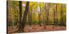 Trees in forest during autumn, Mount Desert Island, Acadia National Park, Hancock County, Maine...-null-Stretched Canvas