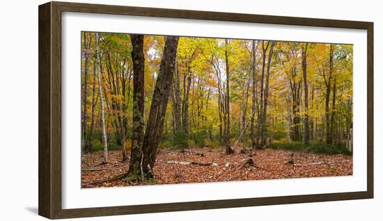 Trees in forest during autumn, Mount Desert Island, Acadia National Park, Hancock County, Maine...-null-Framed Photographic Print