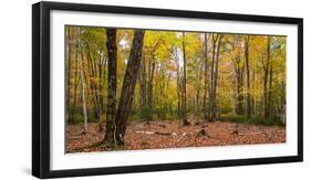 Trees in forest during autumn, Mount Desert Island, Acadia National Park, Hancock County, Maine...-null-Framed Photographic Print