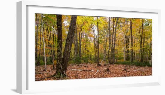 Trees in forest during autumn, Mount Desert Island, Acadia National Park, Hancock County, Maine...-null-Framed Photographic Print