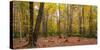 Trees in forest during autumn, Mount Desert Island, Acadia National Park, Hancock County, Maine...-null-Stretched Canvas