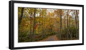 Trees in forest during autumn, Mount Desert Island, Acadia National Park, Hancock County, Maine...-null-Framed Photographic Print