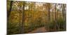 Trees in forest during autumn, Mount Desert Island, Acadia National Park, Hancock County, Maine...-null-Mounted Photographic Print