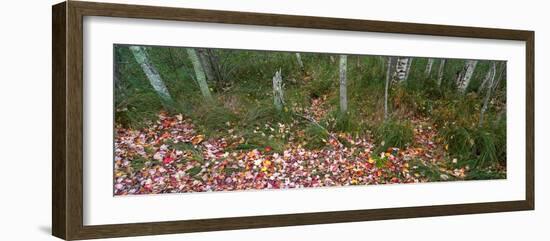 Trees in forest during autumn, Mount Desert Island, Acadia National Park, Hancock County, Maine...-null-Framed Photographic Print