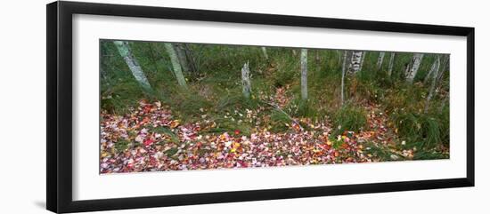 Trees in forest during autumn, Mount Desert Island, Acadia National Park, Hancock County, Maine...-null-Framed Photographic Print