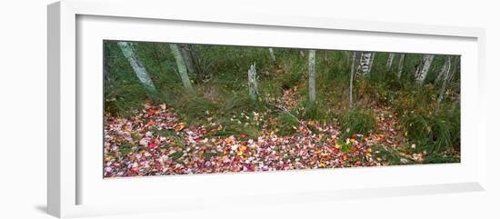 Trees in forest during autumn, Mount Desert Island, Acadia National Park, Hancock County, Maine...-null-Framed Photographic Print