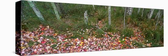 Trees in forest during autumn, Mount Desert Island, Acadia National Park, Hancock County, Maine...-null-Stretched Canvas