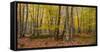 Trees in forest during autumn, Mount Desert Island, Acadia National Park, Hancock County, Maine...-null-Framed Stretched Canvas