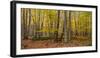 Trees in forest during autumn, Mount Desert Island, Acadia National Park, Hancock County, Maine...-null-Framed Photographic Print