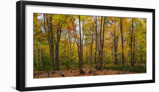 Trees in forest during autumn, Mount Desert Island, Acadia National Park, Hancock County, Maine...-null-Framed Photographic Print