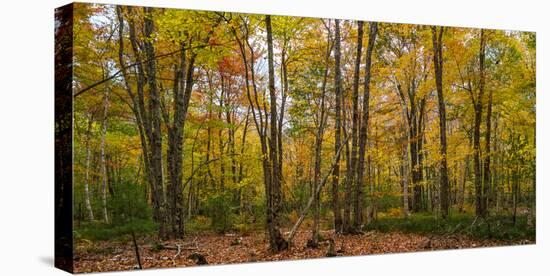 Trees in forest during autumn, Mount Desert Island, Acadia National Park, Hancock County, Maine...-null-Stretched Canvas