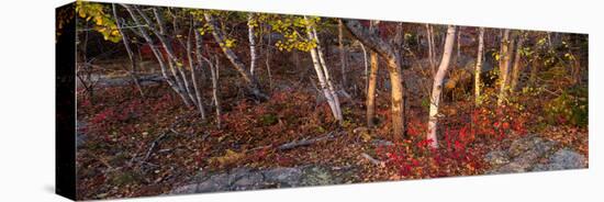 Trees in forest during autumn, Mount Desert Island, Acadia National Park, Hancock County, Maine...-null-Stretched Canvas