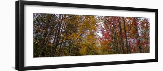 Trees in forest during autumn, Mount Desert Island, Acadia National Park, Hancock County, Maine...-null-Framed Photographic Print