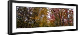 Trees in forest during autumn, Mount Desert Island, Acadia National Park, Hancock County, Maine...-null-Framed Photographic Print