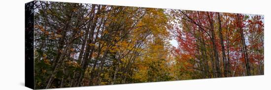 Trees in forest during autumn, Mount Desert Island, Acadia National Park, Hancock County, Maine...-null-Stretched Canvas