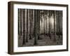 Trees in forest in autumn, Horb am Neckar, Baden-Wurttemberg, Germany-Panoramic Images-Framed Premium Photographic Print