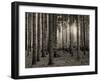 Trees in forest in autumn, Horb am Neckar, Baden-Wurttemberg, Germany-Panoramic Images-Framed Premium Photographic Print