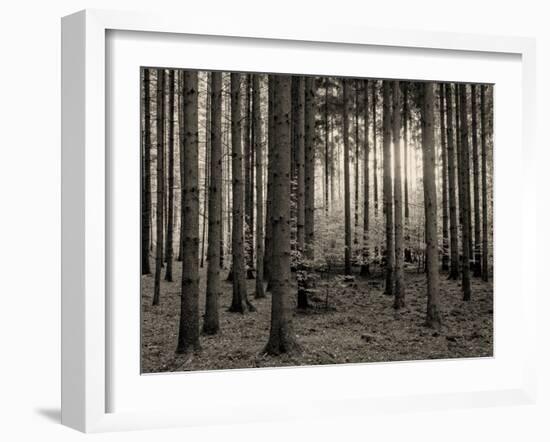 Trees in forest in autumn, Horb am Neckar, Baden-Wurttemberg, Germany-Panoramic Images-Framed Premium Photographic Print