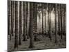 Trees in forest in autumn, Horb am Neckar, Baden-Wurttemberg, Germany-Panoramic Images-Mounted Premium Photographic Print