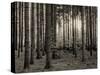 Trees in forest in autumn, Horb am Neckar, Baden-Wurttemberg, Germany-Panoramic Images-Stretched Canvas