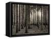 Trees in forest in autumn, Horb am Neckar, Baden-Wurttemberg, Germany-Panoramic Images-Framed Stretched Canvas