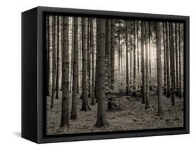 Trees in forest in autumn, Horb am Neckar, Baden-Wurttemberg, Germany-Panoramic Images-Framed Stretched Canvas