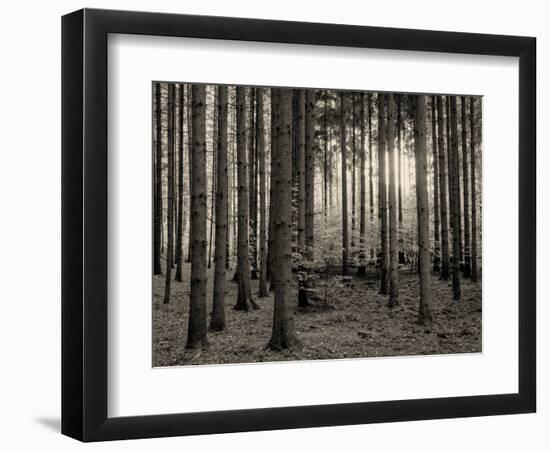 Trees in forest in autumn, Horb am Neckar, Baden-Wurttemberg, Germany-Panoramic Images-Framed Photographic Print