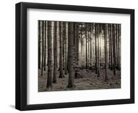 Trees in forest in autumn, Horb am Neckar, Baden-Wurttemberg, Germany-Panoramic Images-Framed Photographic Print