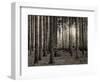 Trees in forest in autumn, Horb am Neckar, Baden-Wurttemberg, Germany-Panoramic Images-Framed Photographic Print