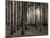 Trees in forest in autumn, Horb am Neckar, Baden-Wurttemberg, Germany-Panoramic Images-Mounted Photographic Print