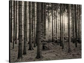Trees in forest in autumn, Horb am Neckar, Baden-Wurttemberg, Germany-Panoramic Images-Stretched Canvas