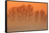 Trees in freezing mist, The Fens, Norfolk-Geraint Tellem-Framed Stretched Canvas