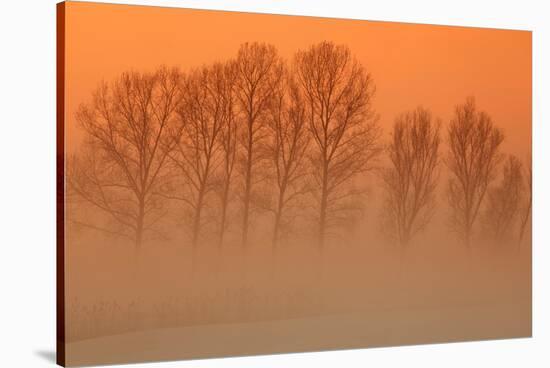 Trees in freezing mist, The Fens, Norfolk-Geraint Tellem-Stretched Canvas