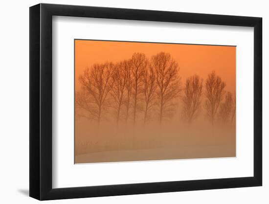 Trees in freezing mist, The Fens, Norfolk-Geraint Tellem-Framed Photographic Print