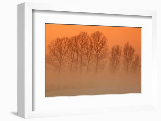 Trees in freezing mist, The Fens, Norfolk-Geraint Tellem-Framed Photographic Print