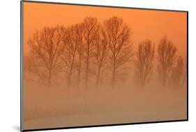 Trees in freezing mist, The Fens, Norfolk-Geraint Tellem-Mounted Photographic Print