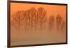 Trees in freezing mist, The Fens, Norfolk-Geraint Tellem-Framed Photographic Print