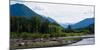 Trees in Front of Mountains in Quinault Rainforest, Olympic National Park, Washington State, USA-null-Mounted Photographic Print