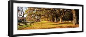 Trees in Garden, Boone Hall Plantation, Mount Pleasant, Charleston, South Carolina, USA-null-Framed Photographic Print