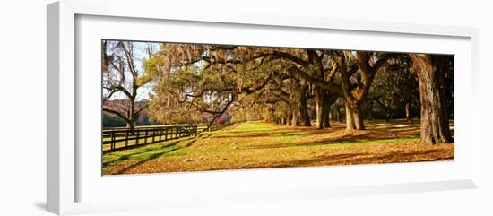 Trees in Garden, Boone Hall Plantation, Mount Pleasant, Charleston, South Carolina, USA-null-Framed Photographic Print