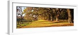 Trees in Garden, Boone Hall Plantation, Mount Pleasant, Charleston, South Carolina, USA-null-Framed Photographic Print