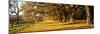 Trees in Garden, Boone Hall Plantation, Mount Pleasant, Charleston, South Carolina, USA-null-Mounted Photographic Print
