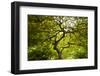Trees in Japanese Garden, Portland, Oregon, USA-Panoramic Images-Framed Photographic Print