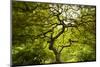 Trees in Japanese Garden, Portland, Oregon, USA-Panoramic Images-Mounted Photographic Print