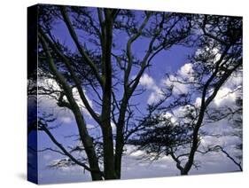 Trees in Kwazulu Natal, South Africa-Ryan Ross-Stretched Canvas