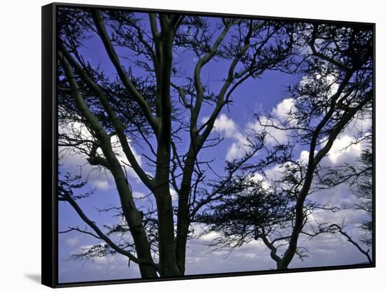 Trees in Kwazulu Natal, South Africa-Ryan Ross-Framed Stretched Canvas